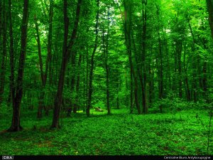 A photo of a green forest.