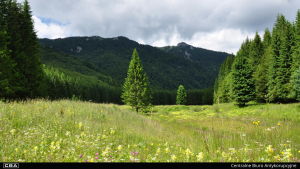 Green meadow, forest and mountains in the background.